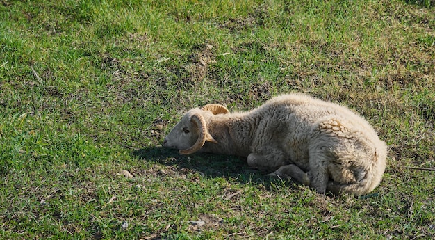 Bear crawl for full-body core engagement