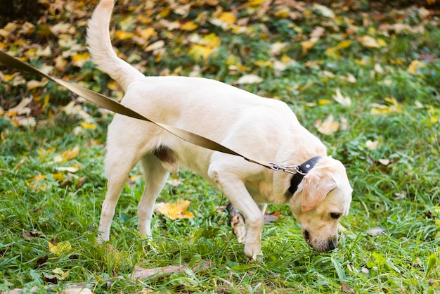 Bird-dog exercise