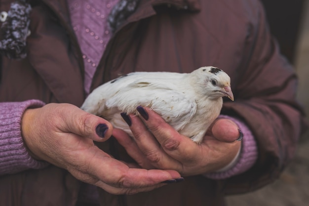 Bird Flu Spreads to Dairy Cows and Humans: What the U.S. Needs to Know in 2025