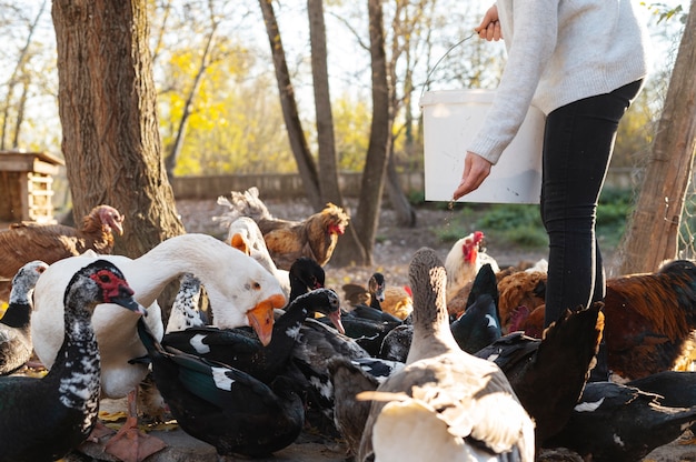 Bird Flu Jumps to Cows and Humans: The Growing U.S. Outbreak of H5N1