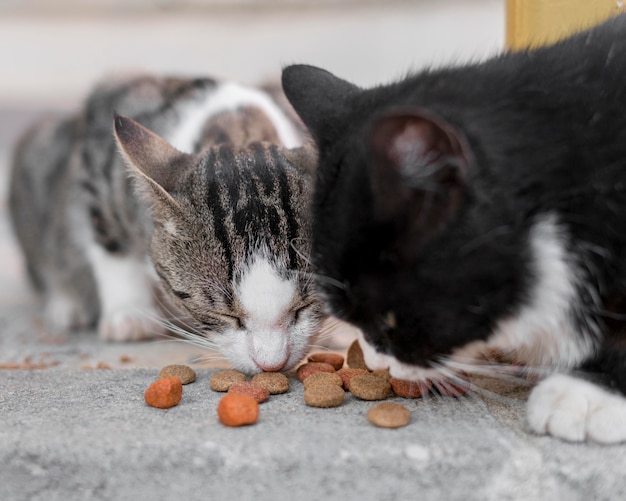 Cat with bird flu from contaminated raw pet food