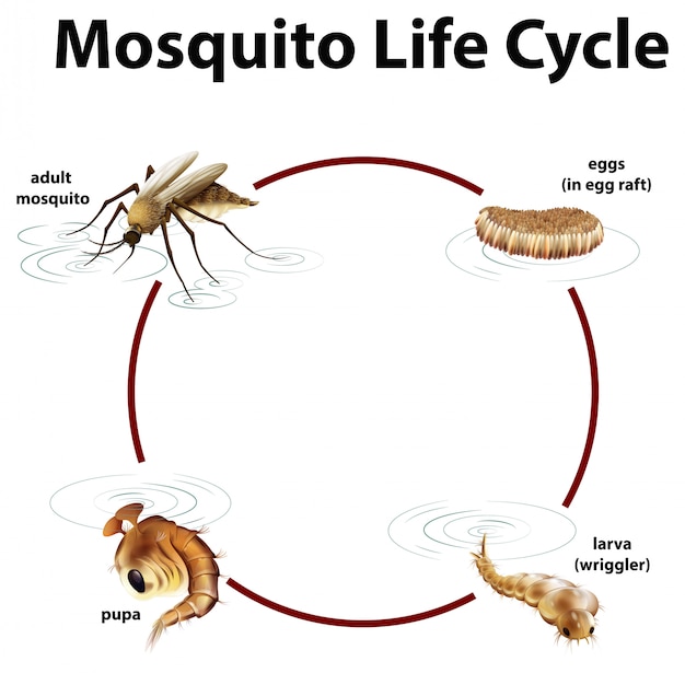 Global chikungunya outbreak map