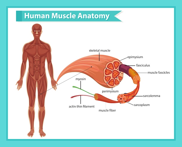 Diagram of core muscles involved in running stability