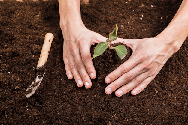 Hands planting seedlings in rich soil, symbolizing growth and renewal