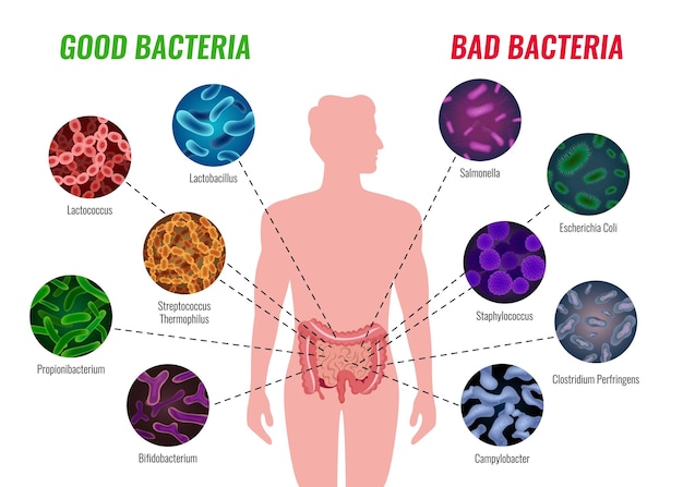 Microscopic view of gut bacteria and liver cells
