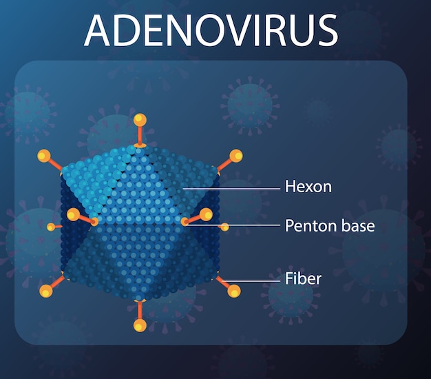 Illustration of bird flu transmission from cows to humans