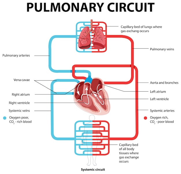 Heart ejection fraction explained