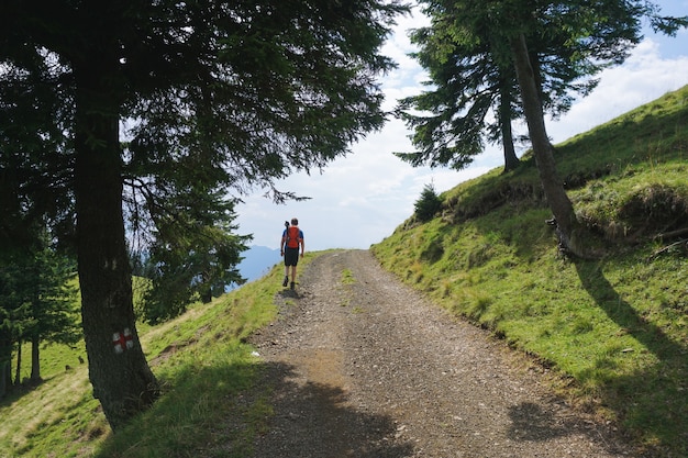 Scenic hiking trail through forest