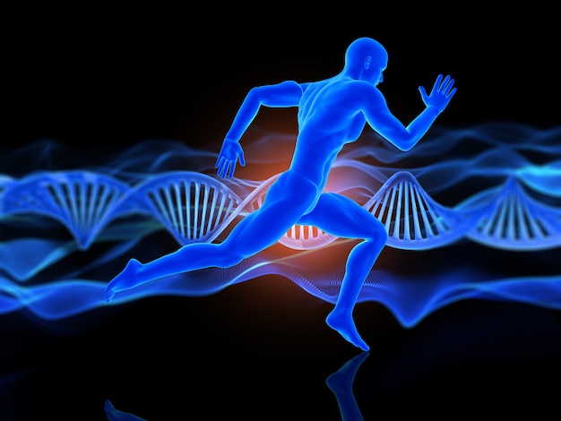 Hormonal influence on muscle development