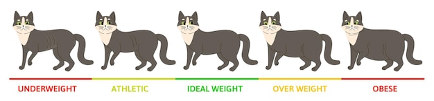 Intermediate weightlifting with increased volume
