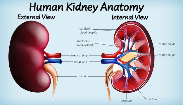 Boost Your Kidney Health: The Best Fruits to Protect and Detox Naturally