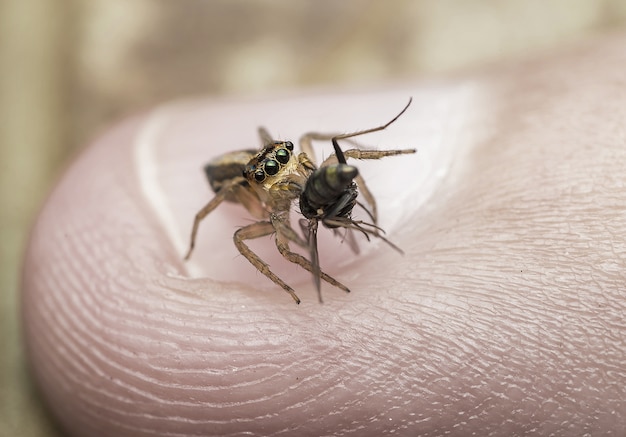 The Silent Spread of Chagas Disease: How Kissing Bugs Are Threatening U.S. Health