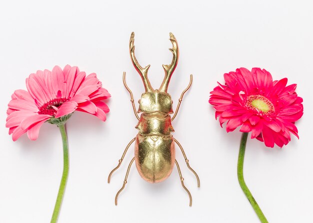 Close-up of a triatomine bug, also known as a kissing bug
