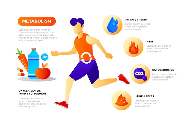 Diagram showing components of daily energy expenditure