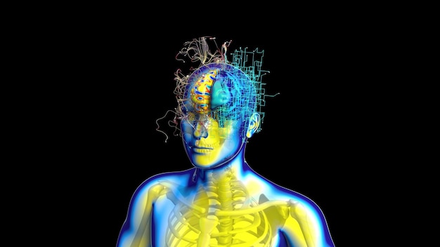 Brain activity during mindfulness meditation