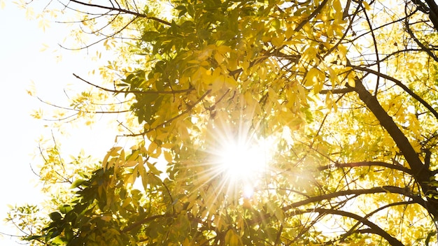 Person enjoying morning sunlight
