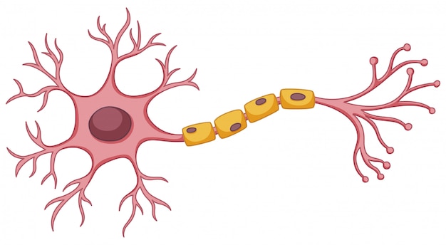 Neutrophils accumulating in brain meninges