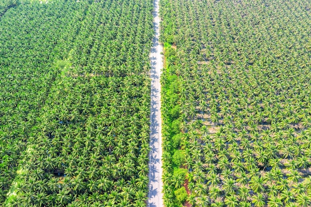 Palm Oil on Your Plate: The Hidden Health Truth Behind the World’s Most-Used Vegetable Fat