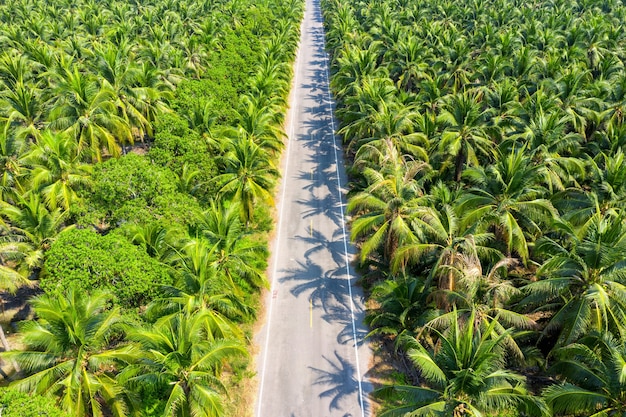 Palm oil plantation and processing