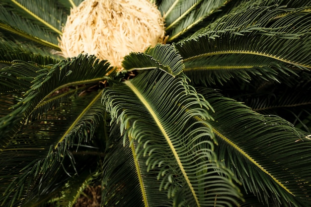 Palm Oil Trees