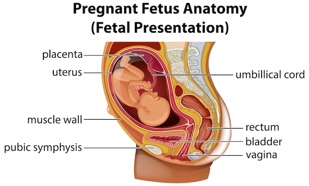 Diagram of pelvic floor muscles