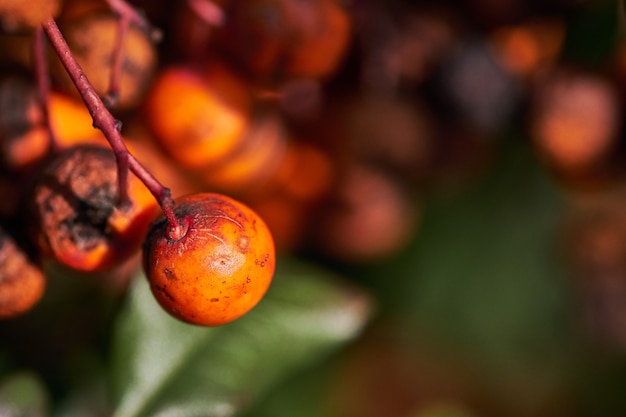 Red Palm Oil